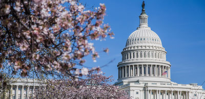 US capitol with cherry blossoms